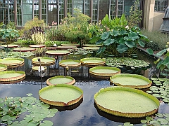 283 Longwood Gardens [2008 August 23]